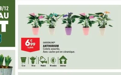 699  la  12 cm  18cm  gardenline  anthurium coloris assortis. avec cache-pot en céramique.  mod  mi-ombre inter 