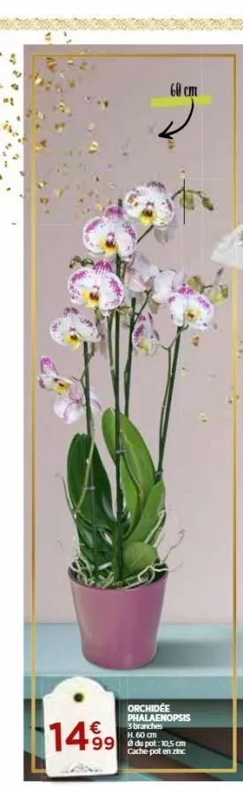 60 cm  orchidée phalaenopsis 3 branches h. 60 cm  €  1499 499 c  cache-pot en zinc  