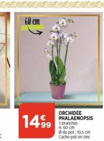 cm  14.999  ORCHIDEE PHALAENOPSIS  99 branches  H. 60 cm Ⓒ du pot: 10,5 cm Cache-pot en zinc 