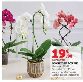 19,90  LA PLANTE  ORCHIDEE FORME Hauteur: 50/60 cm Diamètre pot. 13 cm Variété phalaenopsis Cache-pot en céramique 