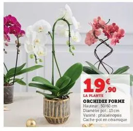 19,90  la plante  orchidee forme hauteur: 50/60 cm diamètre pot. 13 cm variété phalaenopsis cache-pot en céramique 