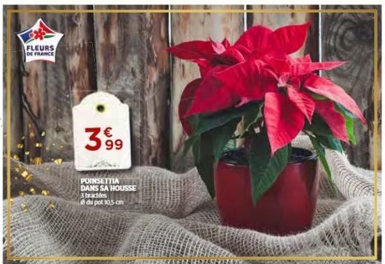 FLEURS DE FRANCE  €  3.899  M  69  POINSETTIA  DANS SA HOUSSE  3 bractées du pot 10,5 cm 