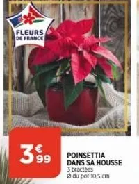 fleurs de france  3 99  poinsettia dans sa housse  3 bractées  du pot 10,5 cm 