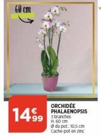 cm  14.999  ORCHIDEE PHALAENOPSIS  99 branches  H. 60 cm Ⓒ du pot: 10,5 cm Cache-pot en zinc 