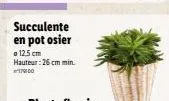 succulente en pot osier  o 12,5 cm hauteur: 26 cm min. 1701:00 