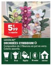 599  7cm  GARDENLINE  ORCHIDÉES CYMBIDIUM Composition de 3 fleurons en pot en verre. Coloris assortis.  Regular Miembre 