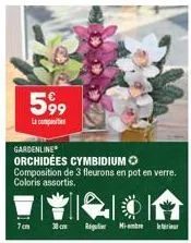 599  7cm  gardenline  orchidées cymbidium composition de 3 fleurons en pot en verre. coloris assortis.  regular miembre 