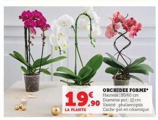 19,90  LA PLANTE 