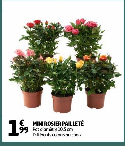 MINI ROSIER PAILLETÉ