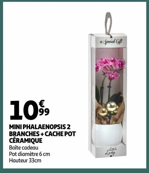 mini phalaenopsis 2 branches + cache pot céramique