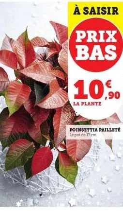 la plante  € ,90  poinsettia pailleté le pot de 17 cm 