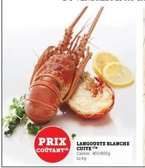 prix langouste blanche coutant cuite  calibre: 400/800g lekg 