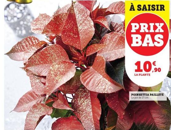 À SAISIR  PRIX BAS 10,90  LA PLANTE  POINSETTIA PAILLETÉ Le pot de 17 cm 