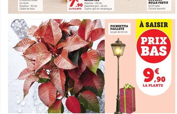 POINSETTIA PAILLETÉ Le pot de 14 cm  À SAISIR  PRIX BAS  9€  ,90  LA PLANTE 