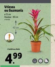 Vriesea ou Guzmania  a 13 cm Hauteur: 40 cm  370  40 cm  L'unité au choix  4.⁹⁹  n 