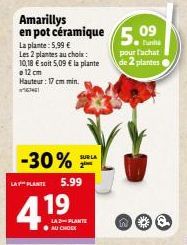 plantes 