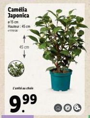 Camélia Japonica  15 cm Hauteur: 45 cm  579106  45 cm  L'unii au choix  9.9⁹9⁹  no 