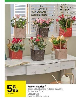 5⁹5  €  La planto  CA  NAC  Plantes fleuries  Rosier, schlumbergera, cyclamen ou azalée. Pot diamètre 13 cm. Sac avec tulle.  Existe en différents coloris 