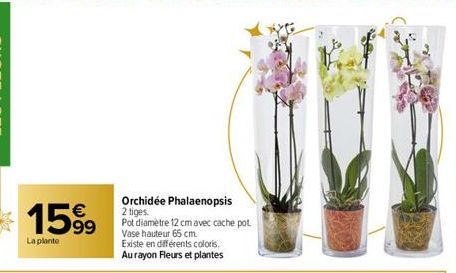 1599  La plante  Orchidée Phalaenopsis 2 tiges.  Pot diamètre 12 cm avec cache pot Vase hauteur 65 cm  Existe en différents coloris.  Au rayon Fleurs et plantes 