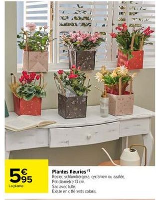 595  €  La plante  C  A  Plantes fleuries" Rosier, schlumbergera, cyclamen ou azalée  Pot diamètre 13 cm Sac avec tulle.  Existe en différents coloris 