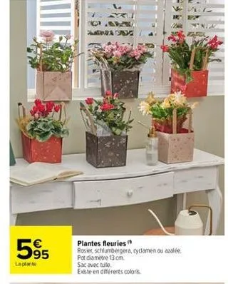 595  €  la plante  c  a  plantes fleuries" rosier, schlumbergera, cyclamen ou azalée  pot diamètre 13 cm sac avec tulle.  existe en différents coloris 