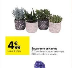 4.99  €  lepot ⓒ12 cm  succulente ou cactus  012 cm dans cache pot céramique différents coloris et variétés 