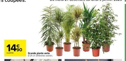 14%  la planto  grande plante verte ⓒ24 cm différentes variétés 