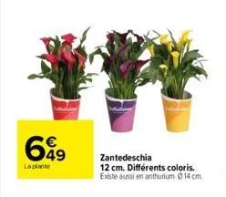 th  649  la plante  zantedeschia 12 cm. différents coloris. existe aussi en anthurium 14 cm. 