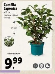 camélia japonica  15 cm hauteur: 45 cm  579106  45 cm  l'unii au choix  9.9⁹9⁹  no 
