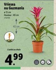 Vriesea ou Guzmania  a 13 cm Hauteur: 40 cm  370  40 cm  L'unité au choix  4.⁹⁹  n 