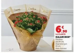 rackina  6,90  la plante kalanchoe hauteur  25/29 cm diamètre pot 15 cm avec housse 