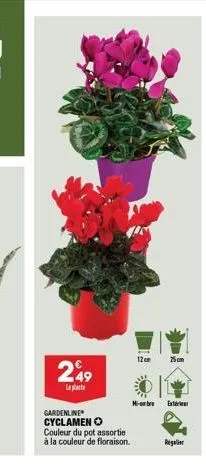 249  la pla  gardenline cyclamen couleur du pot assortie à la couleur de floraison.  12cm 25cm  mi-be extr 