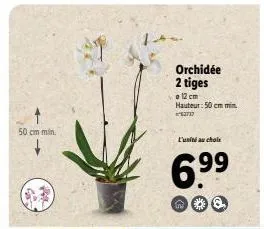 50 cm min.  orchidée 2 tiges  f  12 cm hauteur: 50 cm min x62717  l'unité au choix  6.9⁹9⁹  q 