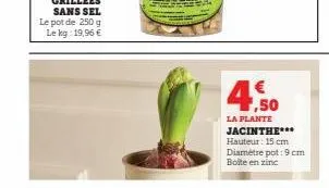 4.50  la plante jacinthe*** hauteur: 15 cm  diamètre pot: 9 cm boite en zinc 