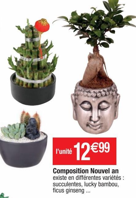 plantes décoratives