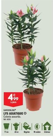 499  La plante  GARDENLINE LYS ASIATIQUE O  Coloris assortis. Fat G020  17 cm  ANY  40 cm  Reg  1-onbine Iintinut 