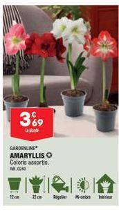 GARDENLINE  AMARYLLIS O  3%9  La plat  Coloris assortis. 0240  12cm  22 cm Regulier Montre  Interieur 