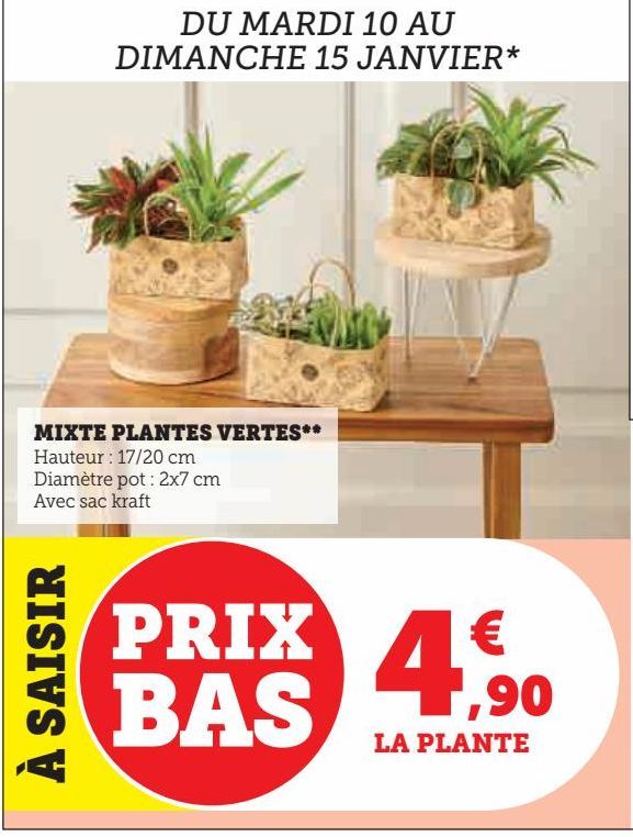 MIXTE PLANTES VERTES