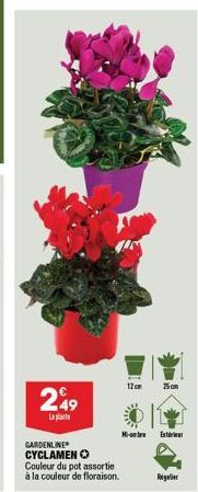 249  La pla  GARDENLINE CYCLAMEN Couleur du pot assortie à la couleur de floraison.  12cm 25cm  Mi-be Extr 