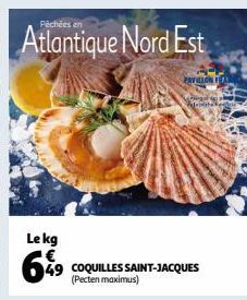 coquilles Saint-Jacques 