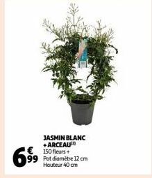  JASMIN BLANC  + ARCEAU(2)