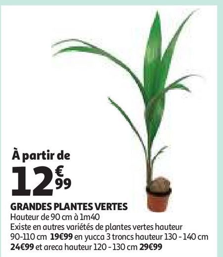 GRANDES PLANTES VERTES