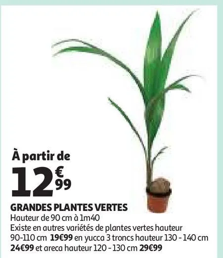 grandes plantes vertes