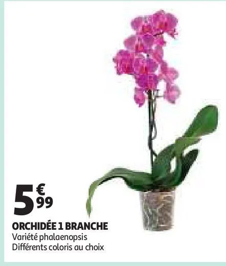 orchidée 1 branche 