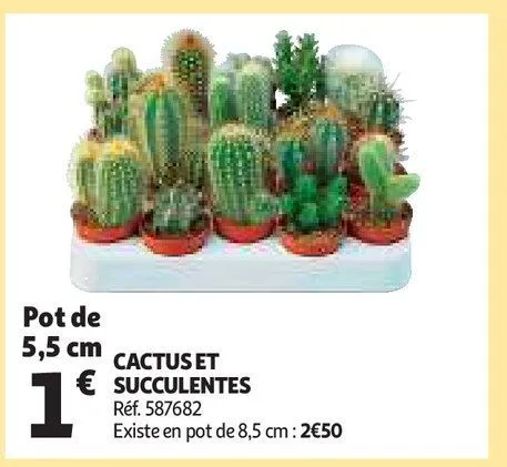 cactus et succulentes