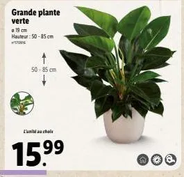 grande plante verte  a 19 cm  hauteur: 50-85 cm  170916  50-85 cm  l'unité au choix  15.⁹⁹  w 