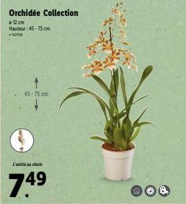 Orchidée Collection  = 12 cm  Hauteur: 45-75 cm  62704  45-75 cm  L'unité au chole  74⁹  49  n 