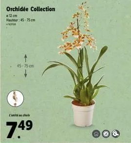 orchidée collection  = 12 cm  hauteur: 45-75 cm  62704  45-75 cm  l'unité au chole  74⁹  49  n 