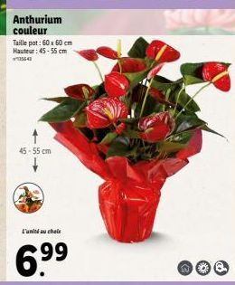 Anthurium couleur  Taille pot: 60x60 cm Hauteur: 45-55 cm 35643  45-55 cm  L'unité au choix  99  KEUZ  29 