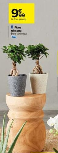 ficus ginseng 